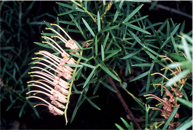 APII jpeg image of Grevillea rivularis  © contact APII