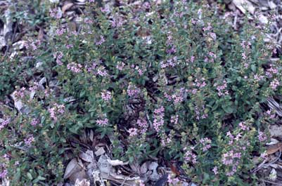 APII jpeg image of Mentha diemenica var. diemenica  © contact APII