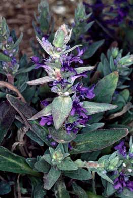 APII jpeg image of Ajuga australis  © contact APII