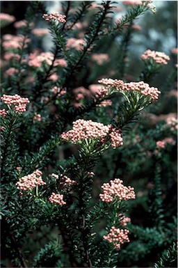 APII jpeg image of Ozothamnus diosmifolius  © contact APII