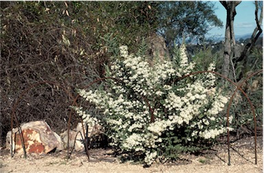 APII jpeg image of Olearia microphylla  © contact APII