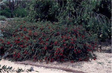 APII jpeg image of Callistemon subulatus  © contact APII