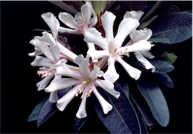 APII jpeg image of Rhododendron leucogigas  © contact APII