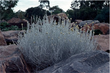 APII jpeg image of Leucophyta brownii  © contact APII