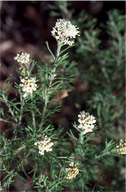 APII jpeg image of Grevillea crithmifolia  © contact APII