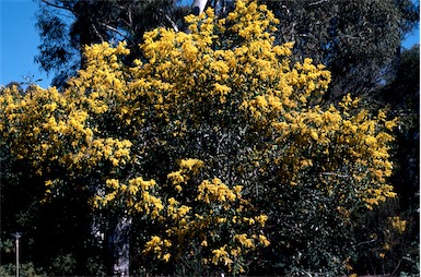 APII jpeg image of Acacia pycnantha  © contact APII