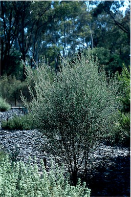 APII jpeg image of Westringia crassifolia  © contact APII