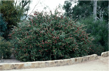 APII jpeg image of Callistemon comboynensis  © contact APII