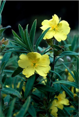 APII jpeg image of Hibbertia saligna  © contact APII