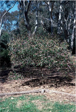 APII jpeg image of Hovea acutifolia  © contact APII