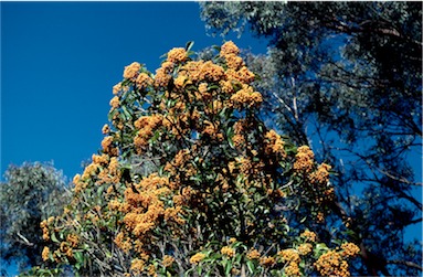 APII jpeg image of Auranticarpa rhombifolia  © contact APII