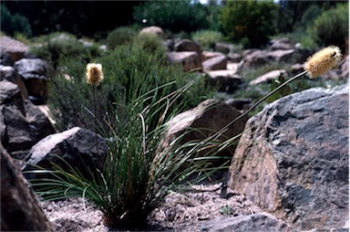 APII jpeg image of Xanthorrhoea macronema  © contact APII