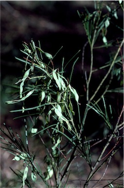 APII jpeg image of Acacia perangusta  © contact APII