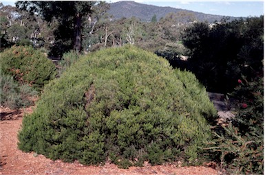 APII jpeg image of Callistemon pityoides  © contact APII