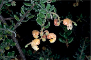 APII jpeg image of Grevillea alpina  © contact APII