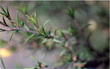 APII jpeg image of Pultenaea juniperina  © contact APII