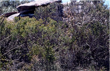 APII jpeg image of Pultenaea subalpina  © contact APII