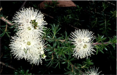 APII jpeg image of Kunzea ambigua  © contact APII