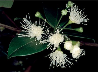 APII jpeg image of Syzygium australe  © contact APII