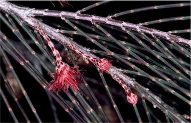 APII jpeg image of Allocasuarina torulosa  © contact APII