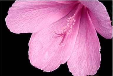 APII jpeg image of Hibiscus pedunculatus  © contact APII