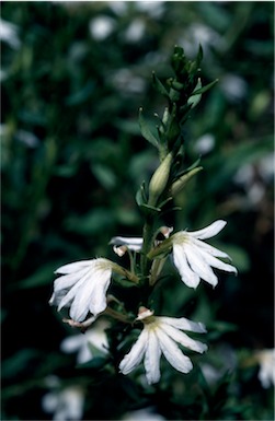 APII jpeg image of Scaevola albida  © contact APII