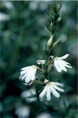 APII jpeg image of Scaevola albida  © contact APII