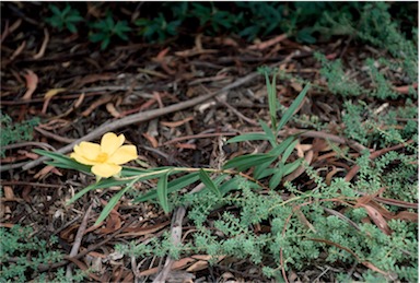 APII jpeg image of Hibbertia longifolia  © contact APII