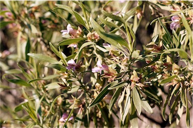 APII jpeg image of Eremophila freelingii  © contact APII