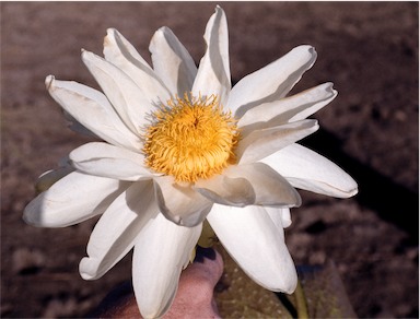 APII jpeg image of Nymphaea gigantea  © contact APII