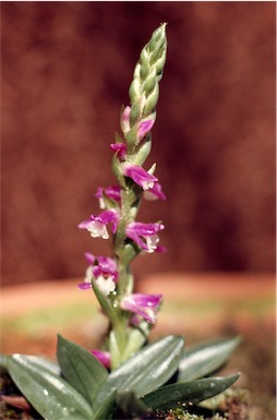 APII jpeg image of Spiranthes australis  © contact APII