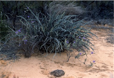 APII jpeg image of Leptosema tomentosum  © contact APII