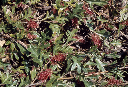 APII jpeg image of Grevillea x gaudichaudii  © contact APII