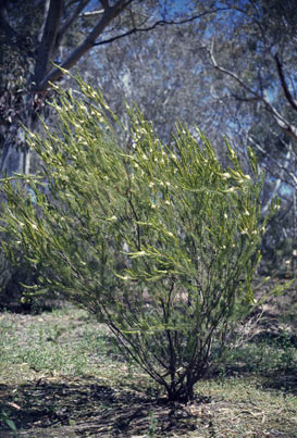 APII jpeg image of Calytrix acutifolia  © contact APII