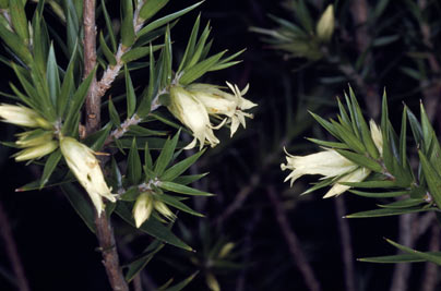 APII jpeg image of Epacris calvertiana var. calvertiana  © contact APII