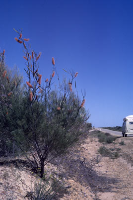 APII jpeg image of Grevillea petrophiloides subsp. petrophiloides  © contact APII