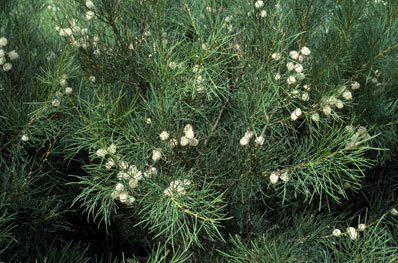 APII jpeg image of Hakea drupacea  © contact APII