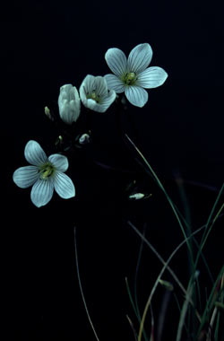 APII jpeg image of Chionogentias cunninghamii subsp. cunninghamii  © contact APII