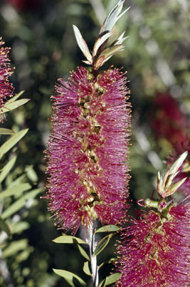 APII jpeg image of Callistemon montanus  © contact APII