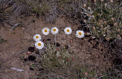 APII jpeg image of Leucochrysum alpinum  © contact APII