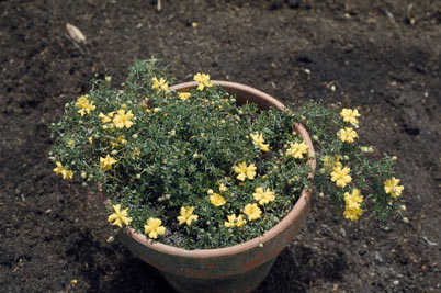 APII jpeg image of Hibbertia pedunculata  © contact APII