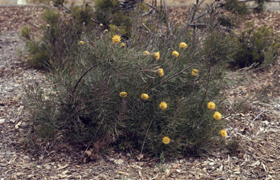 APII jpeg image of Isopogon anemonifolius  © contact APII