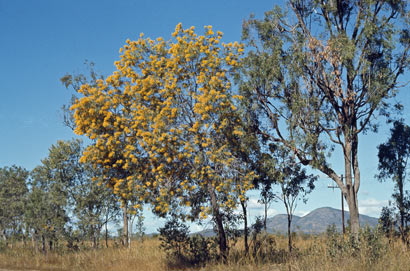 APII jpeg image of Acacia leptocarpa  © contact APII