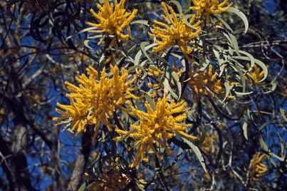 APII jpeg image of Acacia leptocarpa  © contact APII