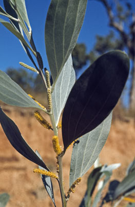 APII jpeg image of Acacia holosericea  © contact APII