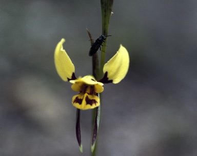 APII jpeg image of Diuris semilunulata x monticola  © contact APII