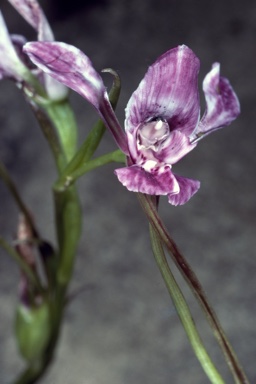 APII jpeg image of Diuris cuneata  © contact APII