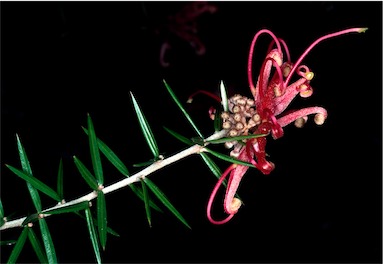 APII jpeg image of Grevillea 'Poorinda Adorning'  © contact APII