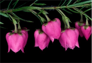 APII jpeg image of Boronia 'Carousel'  © contact APII