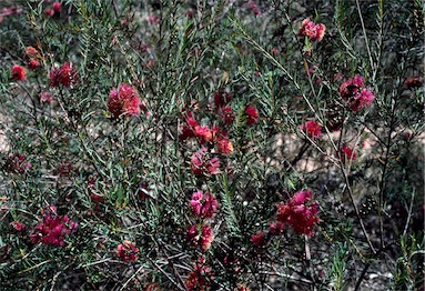 APII jpeg image of Melaleuca fulgens  © contact APII